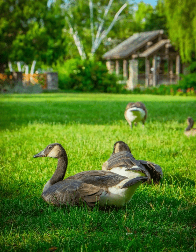 Things to do in Toronto – A Visitor Guide – Ducks in Humber River