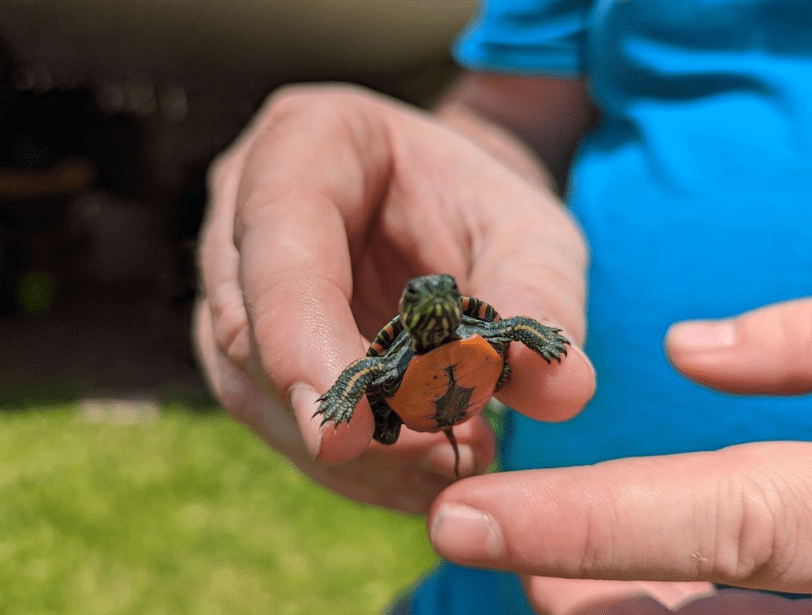 Things to do in Toronto – A Visitor Guide – Turtle at the Toronto Zoo